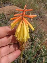 Kniphofia stricta