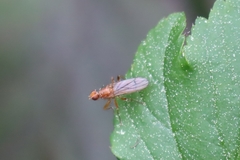 Norellisoma spinimanum