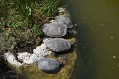 Trachemys scripta
