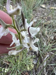 Delphinium carolinianum virescens