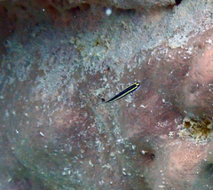 Elacatinus illecebrosus