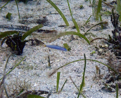 Ptereleotris helenae