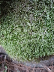 Catagonium nitens nitens