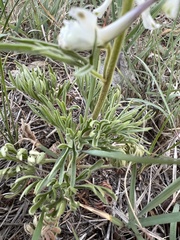 Delphinium carolinianum virescens