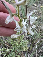 Delphinium carolinianum virescens