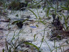 Ptereleotris helenae