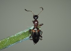 Anthelephila pedestris