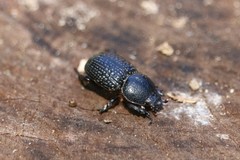 Archophileurus cribrosus