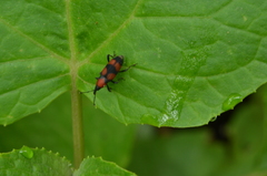 Rhodobaenus nigripes