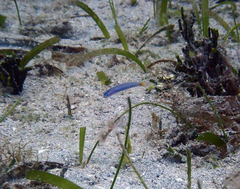 Ptereleotris helenae