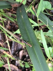 Methiolopsis geniculata