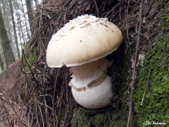 Amanita toxica