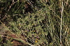 Melolobium microphyllum