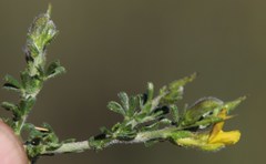 Melolobium microphyllum