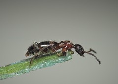 Anthelephila pedestris