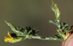 Melolobium microphyllum