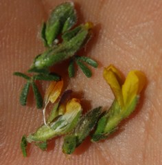 Melolobium microphyllum