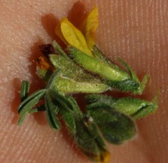 Melolobium microphyllum
