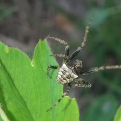 Gibbaranea bituberculata