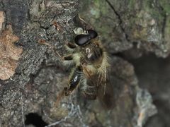 Criorhina pachymera