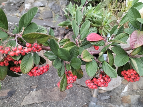 Cotoneaster coriaceus