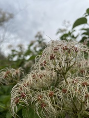Clematis brachiata