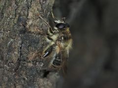 Criorhina pachymera