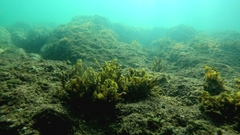 Sargassum liebmannii