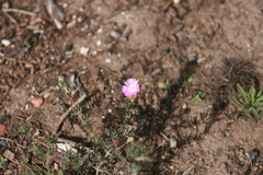 Lampranthus algoensis