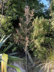 Dacrycarpus dacrydioides