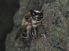 Criorhina pachymera