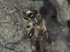 Criorhina pachymera