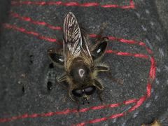 Criorhina pachymera