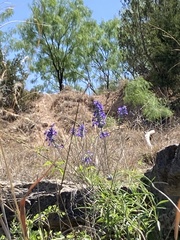 Salvia farinacea