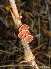 Anthracophyllum discolor