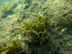Sargassum liebmannii