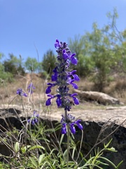 Salvia farinacea