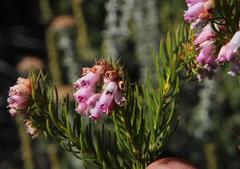 Erica subulata