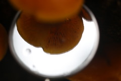 Gymnopilus austropicreus