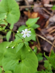 Stellaria pubera