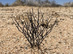 Eriogonum nidularium