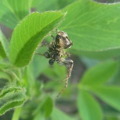 Gibbaranea bituberculata