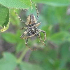 Gibbaranea bituberculata