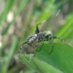 Gibbaranea bituberculata