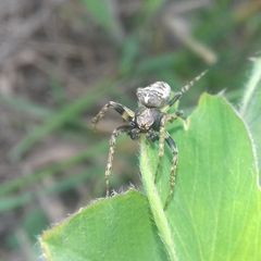 Gibbaranea bituberculata