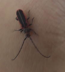 Holopleura marginata
