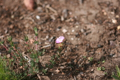 Lampranthus algoensis