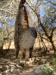 Pseudobombax palmeri