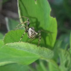 Gibbaranea bituberculata