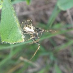 Gibbaranea bituberculata